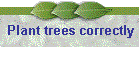 Plant trees correctly