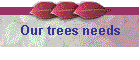 Our trees needs